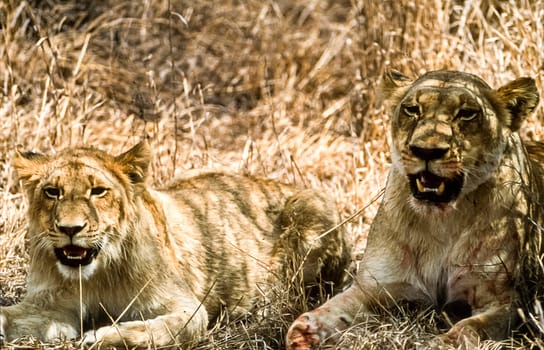 Lion, (Panthera leo), Kruger National Park, Mpumalanga, South Africa, Africa