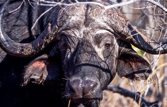 Buffalo, (Syncerus caffer), Kruger National Park, Mpumalanga, South Africa, Africa