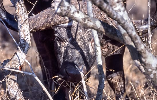 Buffalo, (Syncerus caffer), Kruger National Park, Mpumalanga, South Africa, Africa
