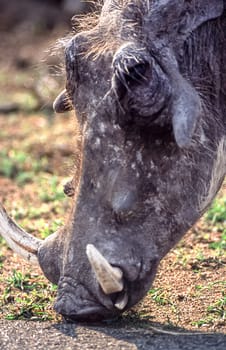 Warthog, (Phacochoerus aethiopicus), Kruger National Park, Mpumalanga, South Africa, Africa