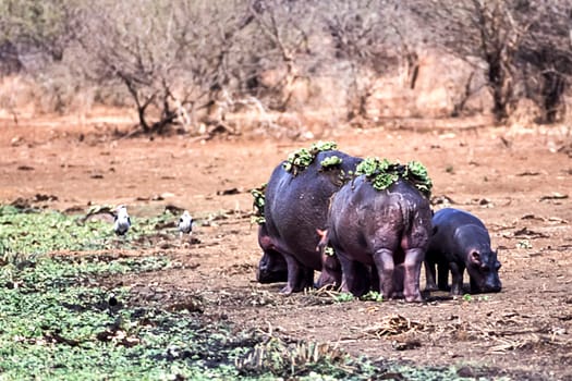 Hippopotamus, (Hippopotamus amphibius), Kruger National Park, Mpumalanga, South Africa, Africa