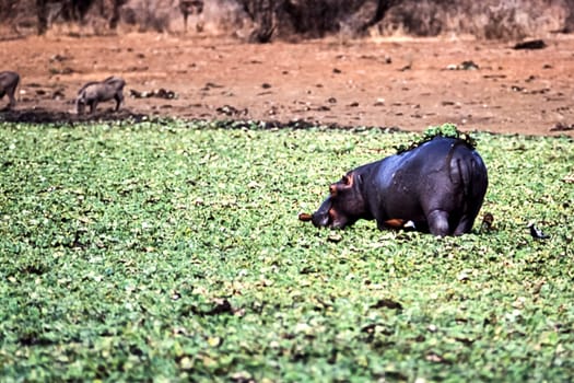 Hippopotamus, (Hippopotamus amphibius), Kruger National Park, Mpumalanga, South Africa, Africa