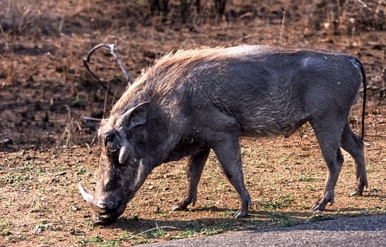 Warthog, (Phacochoerus aethiopicus), Kruger National Park, Mpumalanga, South Africa, Africa