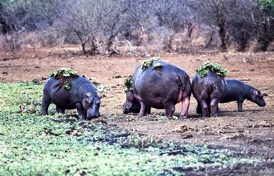 Hippopotamus, (Hippopotamus amphibius), Kruger National Park, Mpumalanga, South Africa, Africa