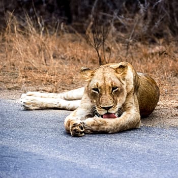 Lion, (Panthera leo), Kruger National Park, Mpumalanga, South Africa, Africa