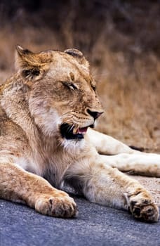 Lion, (Panthera leo), Kruger National Park, Mpumalanga, South Africa, Africa