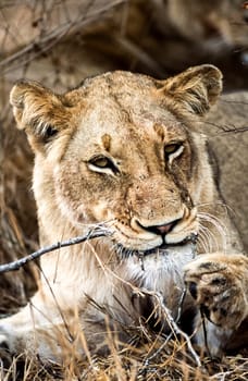 Lion, (Panthera leo), Kruger National Park, Mpumalanga, South Africa, Africa