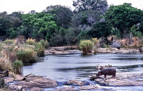 Hippopotamus, (Hippopotamus amphibius), Kruger National Park, Mpumalanga, South Africa, Africa