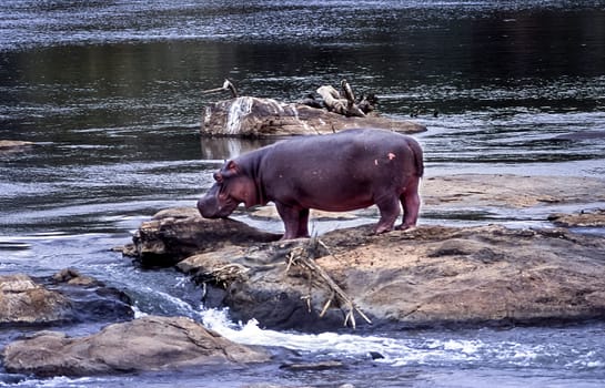Hippopotamus, (Hippopotamus amphibius), Kruger National Park, Mpumalanga, South Africa, Africa