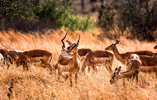 Impala, (Aepyceros melampus), Kruger National Park, Mpumalanga, South Africa, Africa