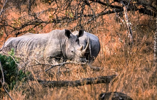 White Rhino, (Ceratotherium simum), Kruger National Park, Mpumalanga, South Africa, Africa