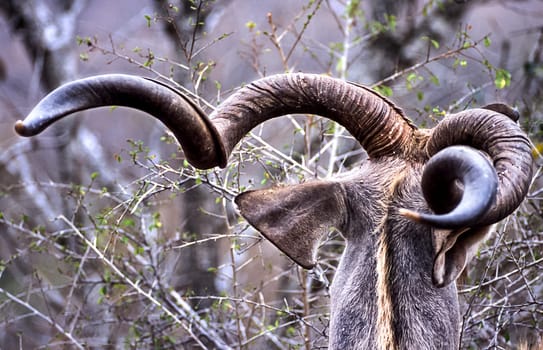 Kudu, (Tragelaphus strepsiceros), Kruger National Park, Mpumalanga, South Africa, Africa