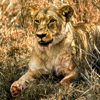 Lion, (Panthera leo), Kruger National Park, Mpumalanga, South Africa, Africa