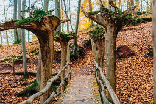 wooden bridge with terrible trees in the autumn forest. Bridge way in autumn forest landscape. Autumn nature park scenery.