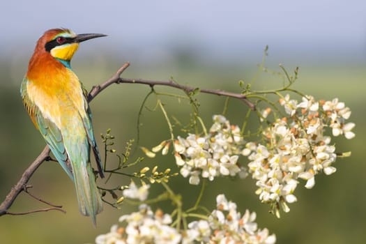 beautiful colored bird on a flowering branch , summer