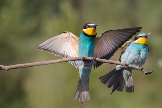 birds of paradise perch on a branch , summer