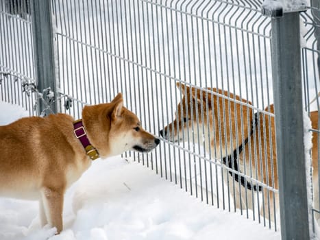 Japanese red coat dog is in winter forest. Portrait of beautiful Shiba inu male standing in the forest on the snow and trees background. High quality photo. Walk in winter