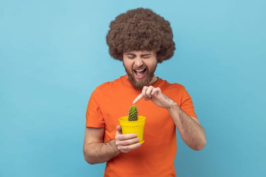 Portrait of man with Afro hairstyle wearing orange T-shirt holding tricky cactus in flower pot, touching, frowning face, expressing negative emotions. Indoor studio shot isolated on blue background.