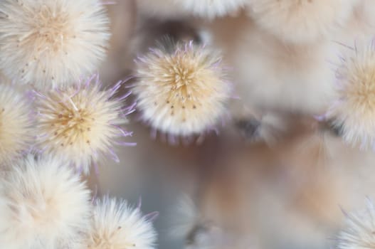 dry bouquet of flowers close-up with blur round fluffy heads with wildflower seeds neutral natural background beige soft colors