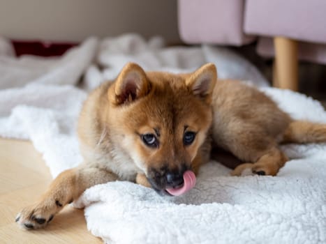 Portrait of cute Shiba Inu small dog, puppy, Close up. Dogecoin. Red-haired Japanese dog smile portrait. Illuminating color, cryptocurrency, electronic money. High quality photo