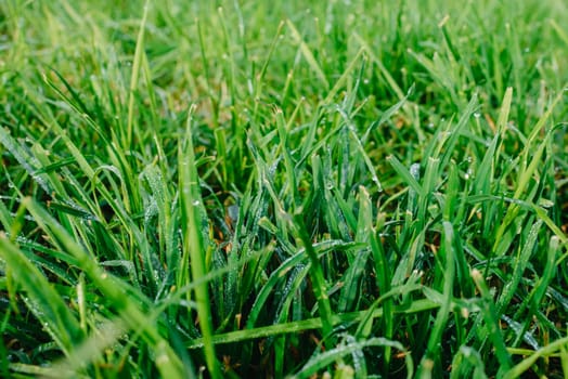 Close up of fresh thick grass with water drops in the early morning. Closeup of lush uncut green grass with drops of dew in soft morning light.