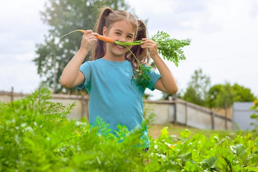 A funny little girl in a green T-shirt, holds a fresh carrot near her nose, smiles, stands in the garden, near the bed