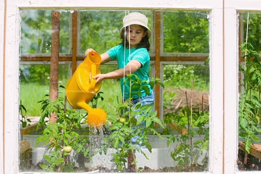 A little girl in a green T-shirt and white hat, waters with a yellow watering can, tomato bushes in a glass greenhouse, in summer, on a sunny day. Close up