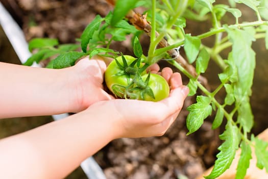 Children's hands hold young green tomatoes, near a bush in a greenhouse. Close up