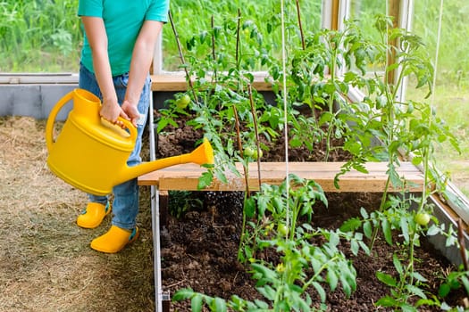 A one kid, waters with a yellow watering can, tomato bushes in a glass greenhouse, in summer. Close up