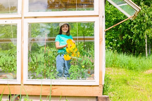 A happy little girl waters with a yellow watering can, tomato bushes in a vegetable greenhouse, in summer, on a sunny day