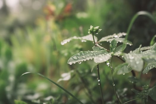 Beautiful plants with dew drops in nature on rainy morning in garden, selective focus. Image in green tones. Spring summer natural background.