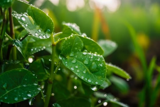 Beautiful plants with dew drops in nature on rainy morning in garden, selective focus. Image in green tones. Spring summer natural background.