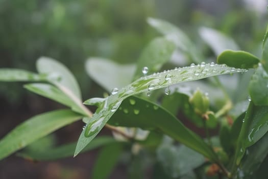 Beautiful plants with dew drops in nature on rainy morning in garden, selective focus. Image in green tones. Spring summer natural background.