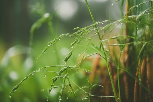 Beautiful plants with dew drops in nature on rainy morning in garden, selective focus. Image in green tones. Spring summer natural background.