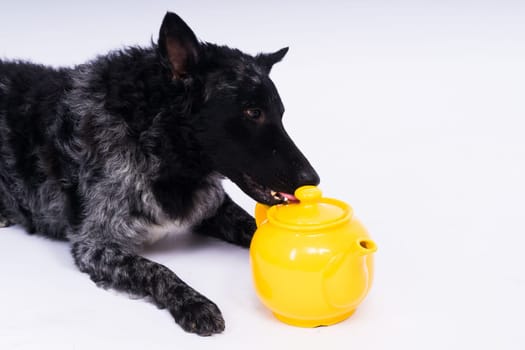 Dog mudi lying on a white studio background next to the openwork ceramic kettle