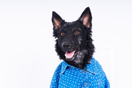 Dog, mudi, wearing shirtfront, isolated on a white background in studio