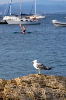 A seagull perches atop a nautical vessels mast while sailing along the stunning Cote dAzur shoreline.