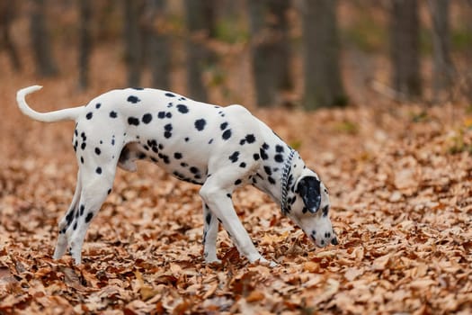 Dalmatian breed dog close-up in the autumn forest