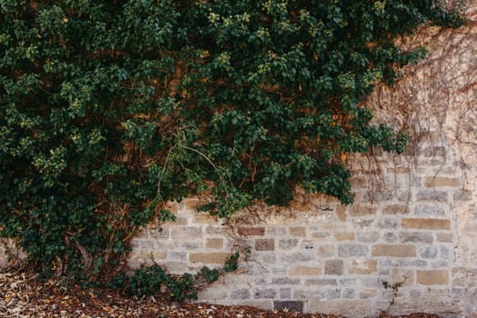 Green vegetation on an old brick wall. Ivy beautiful shape. grungy brick wall overgrown by ivy warm tint. Brick wall with beautiful green ivy foliage on the side