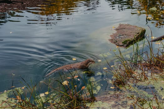 European river otter, Lutra lutra, swimming on back in clear water. Adorable fur coat animal with long tail. Endangered fish predator in nature. Wild animal in brook. Habitat Europe, Asia