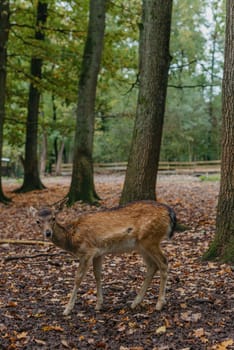 Female Red deer stag in Lush green fairytale growth concept foggy forest landscape image