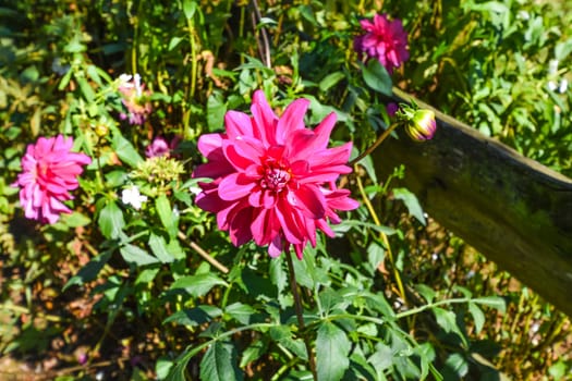 Chrysanthemum flowers an a garden fence. Chrysanthemum flowers on green leaves background.