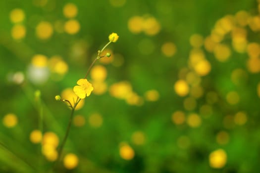 Shallow depth of field photo (only single flower in focus), common buttercup (Ranunculus acris), with more blurred plants in background. Abstract spring background
