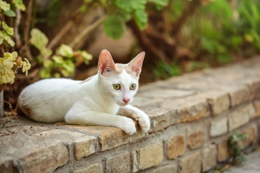 White stray cat laying on the pathway curb, green bushes and flowers behind her.