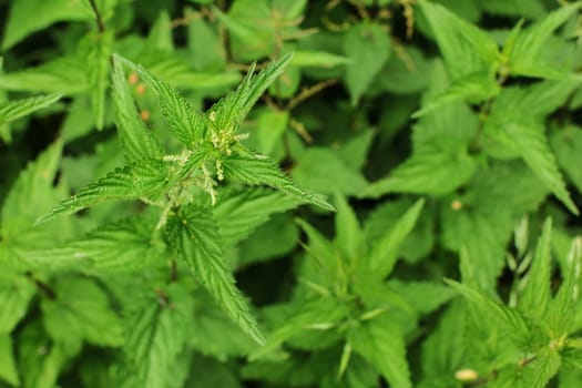 Shallow depth of field photo, only top of flower and leaves in focus, Stinging nettle (Urtica dioica) with more green plants in back. 