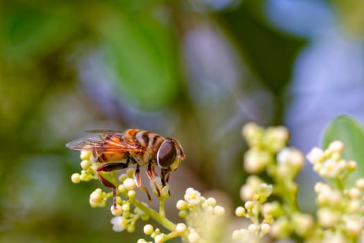 Bee perched on a plant and its flowers while removing the pollen