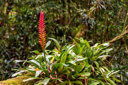 Bromeliad tree trunk with red flower from Brazilian rainforest its natural habitat on Ilhabela Island in Sao Paulo, Brazil