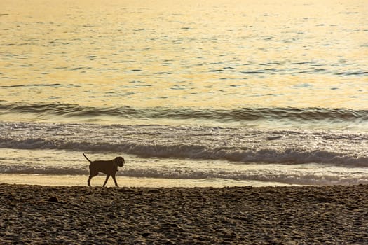 Dog walking on the sands of Ipanema beach in Rio de Janeiro during a summer morning