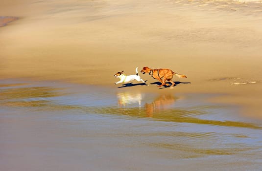 Dogs running and playing on the beach in the morning in Ipanema, Rio de Janeiro, Brazil