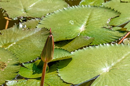 Dragonfly perched on typical Amazonian aquatic plant about to bloom